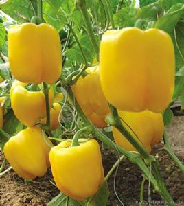 供应荷兰金星（黄甜椒）—甜椒种子