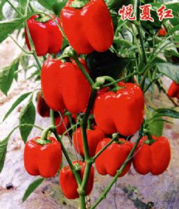 供应悦夏红—甜椒种子