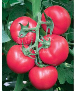 供应荷兰八号（高抗TY病毒）－番茄种子