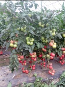 供应3968—番茄种子