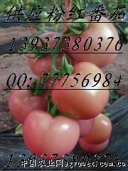 供应粉红番茄