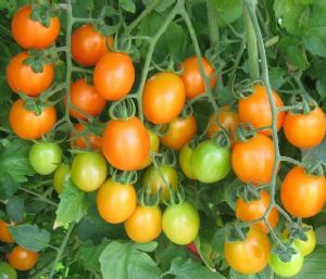 供应凰利3号—番茄种子
