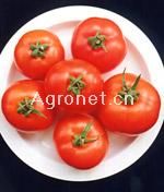 供应406大西红柿—番茄种子