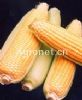 供应2019——黄色 超甜玉米