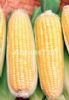 供应甜大丽2021——黄色 超甜玉米