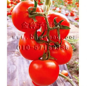 供应红石1号 高硬度红果番茄种子