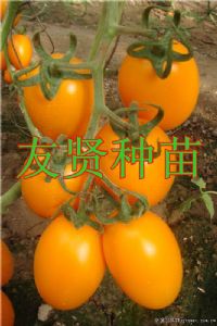 供应黄罗曼636-番茄种子
