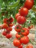 供应安贝2507—番茄种子