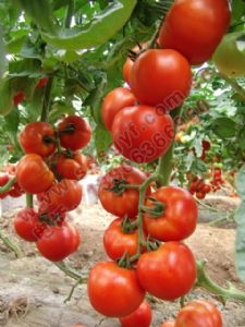 供应安贝2507—番茄种子
