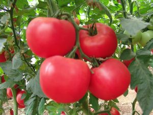 供应利克3502—番茄种子