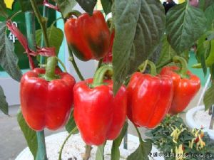 供应红佳（荷兰引进）—甜椒种子