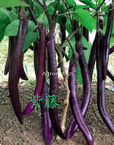 供应紫藤-茄子种子