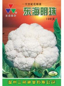 供应东海明珠100—花椰菜种子