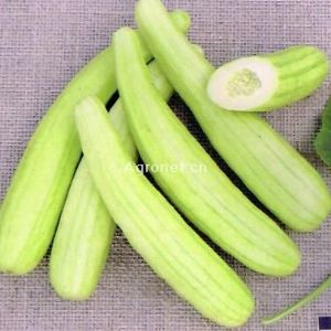 供应青筋白瓜—黄瓜种子