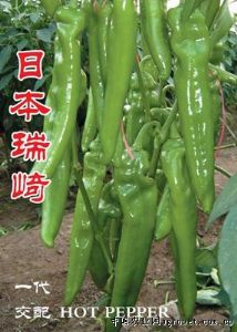 供应日本瑞崎－辣椒种子