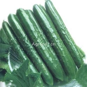 供应绿太郎—黄瓜种子