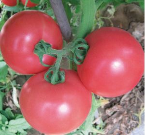 供应神冠668F1—番茄种子