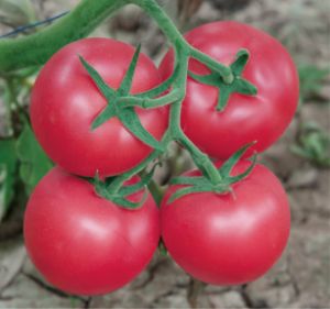 供应神冠558F1—番茄种子