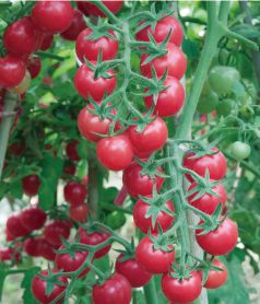 供应粉色精灵F1—番茄种子
