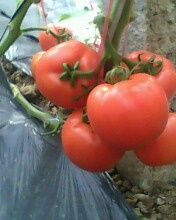 供应山东西红柿