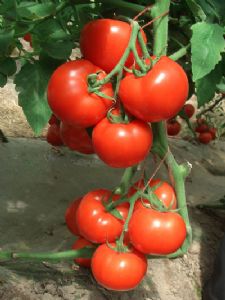 供应DRW7227—番茄种子