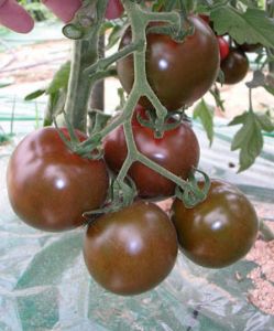 黑番茄种子--黑妃100