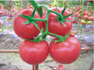 供应粉诺—番茄种子