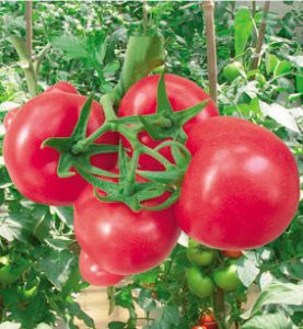 供应G101粉果—番茄种子