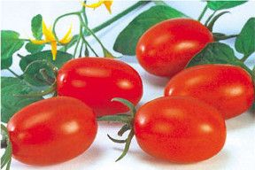 供应娇娘粉果—樱桃番茄种子