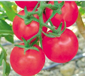 供应G103果粉—番茄种子