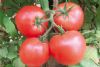 供应普瑞斯—番茄种子