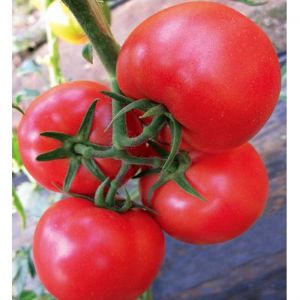 供应瑞星一号—番茄种子