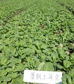 供应蕾期上海—青梗菜种子