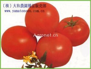 供应香山—番茄种子