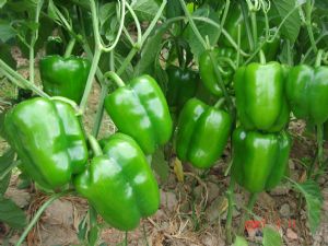 供应优质圆椒—优质蔬菜