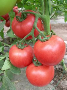供应优质粉果番茄—优质蔬菜