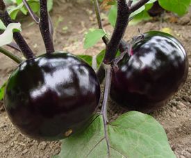 供应优质圆茄—优质蔬菜