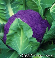 供应睿优紫椰—花椰菜种子