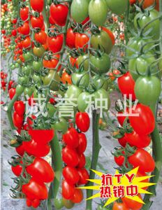 供应天红F1—番茄种子