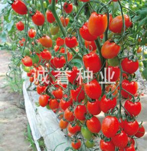 供应映山红—番茄种子