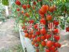 供应精美—番茄种子