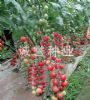 供应粉玉贝一号—番茄种子