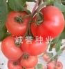 供应粉皇妃－番茄种子