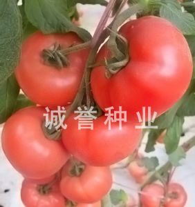 供应粉皇妃－番茄种子
