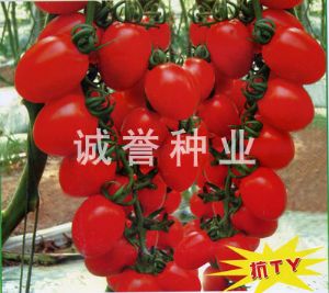 供应密红8180—番茄种子