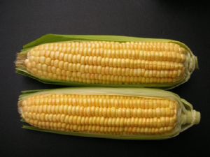 供应新美308—玉米种子