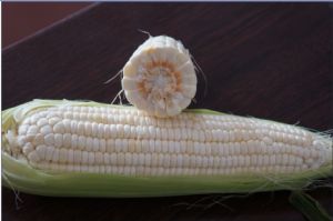 供应新美香糯—菜用玉米种子