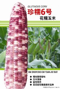 供应珍糯6号—玉米种子