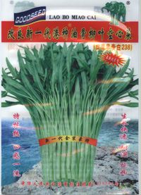 改良新一代港种油骨柳叶空心菜(四季半青白238)——青梗空心菜种子