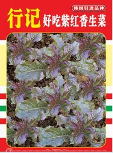 供应行记好吃紫红香生菜-莴苣种子